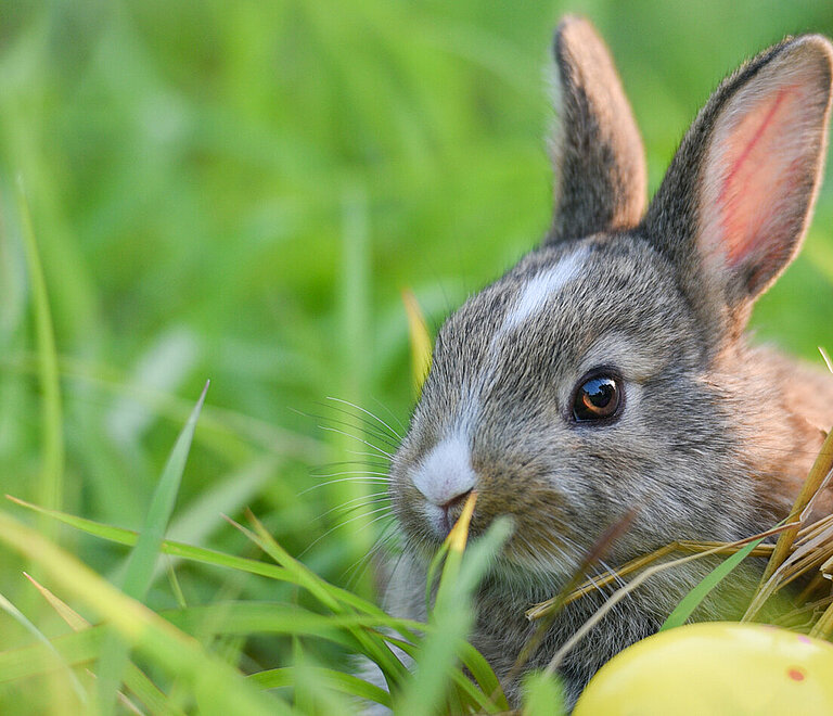 Ein graues Häschen und bunte Ostereier vor grüner Wiese.